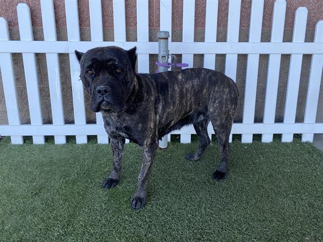 *BECKY - Cane Corso Mastiff available for adoption