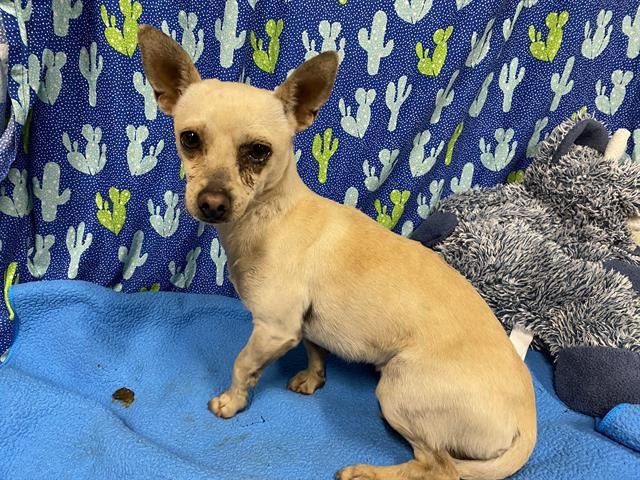 A607482 - Chihuahua available for adoption