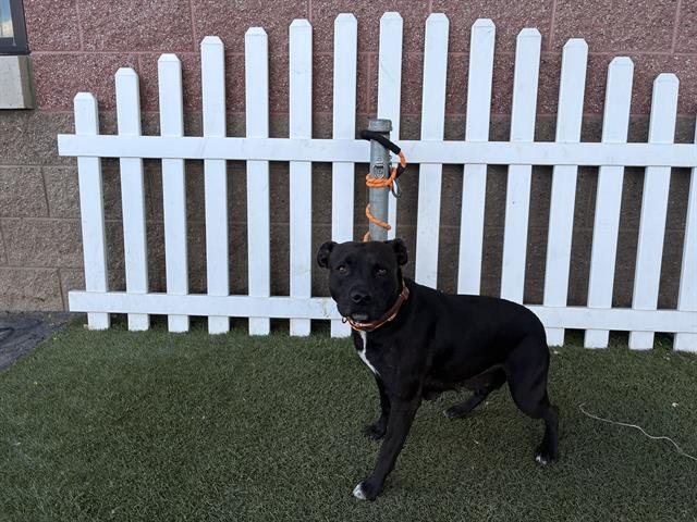 BEBE - Labrador Retriever / Chihuahua available for adoption