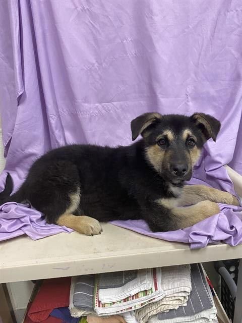 A606897 - German Shepherd Dog available for adoption
