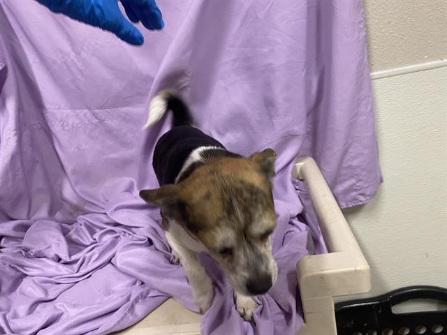 A606909 - Chihuahua available for adoption