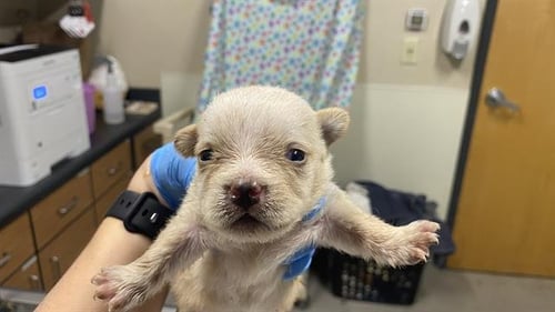 A608689 - Chihuahua available for adoption