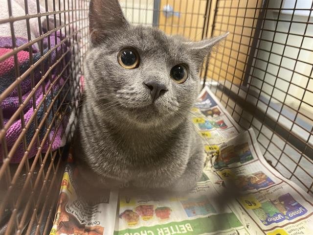 A607083 - Domestic Short Hair available for adoption