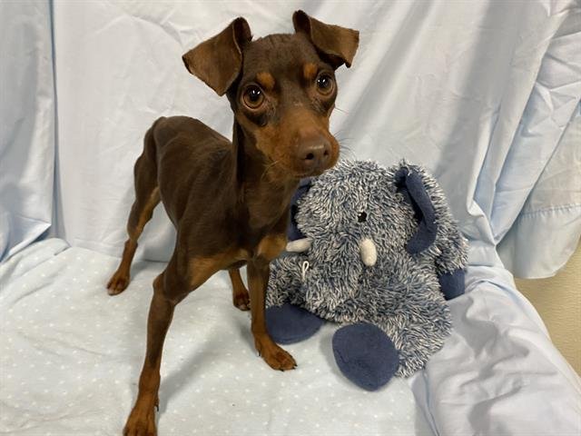 A608141 - Miniature Pinscher available for adoption