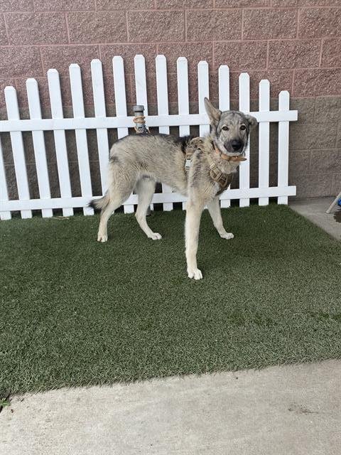 ZEUS - German Shepherd Dog available for adoption