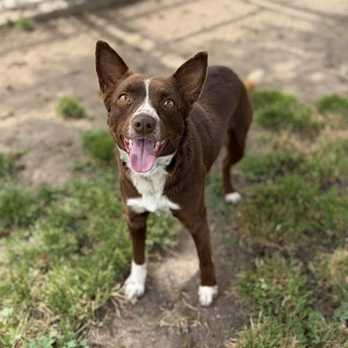 A608756 - Australian Cattle Dog/Blue Heeler available for adoption