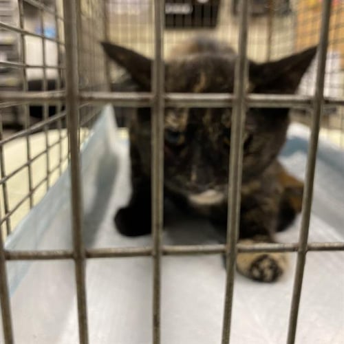 A612571 - Domestic Short Hair available for adoption
