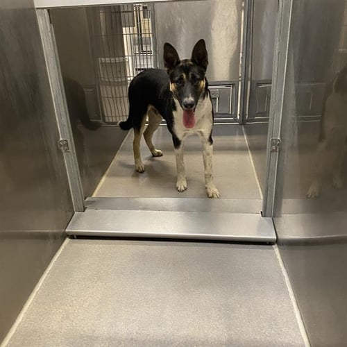 *HONDO - German Shepherd Dog available for adoption