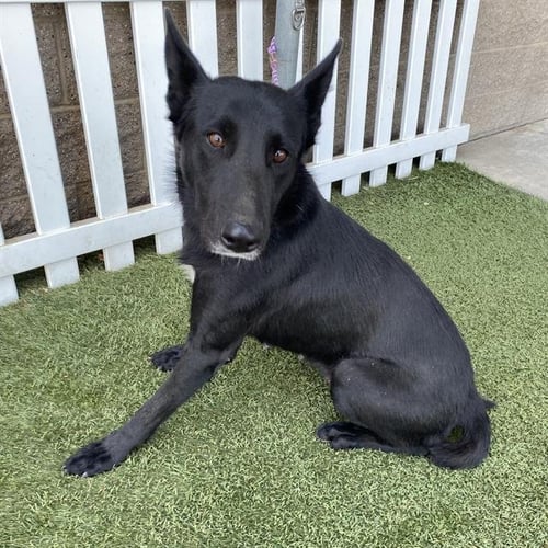 A614713 - Belgian Shepherd Malinois available for adoption