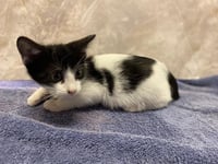 *ORI - Photo 1