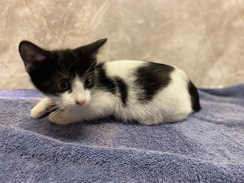 *ORI - Domestic Short Hair for adoption in Modesto