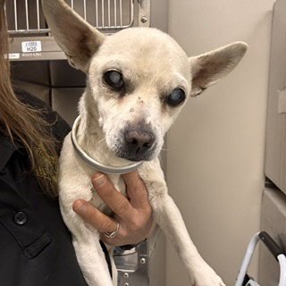 *GLENDA - Chihuahua available for adoption