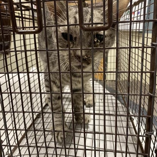 A615274 - Domestic Short Hair available for adoption