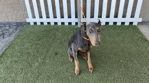*WESSON - Doberman Pinscher available for adoption