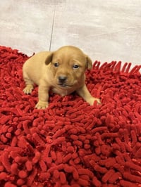 RAVIOLI RAVI - Photo 1