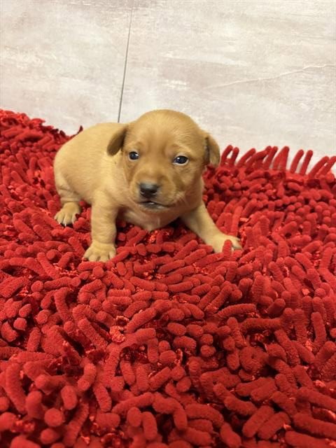 RAVIOLI RAVI - Chihuahua available for adoption