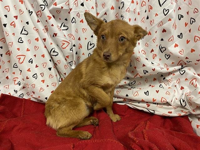 A607039 - Schipperke available for adoption