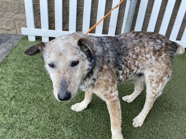 *TIG - Queensland Heeler / Bull Terrier available for adoption