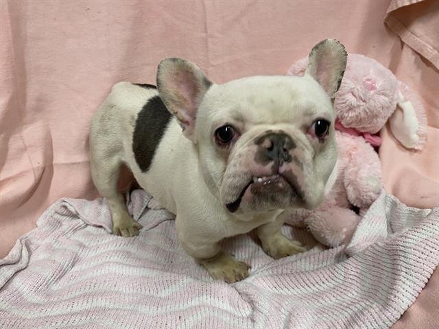 *XAVIER - French Bulldog available for adoption