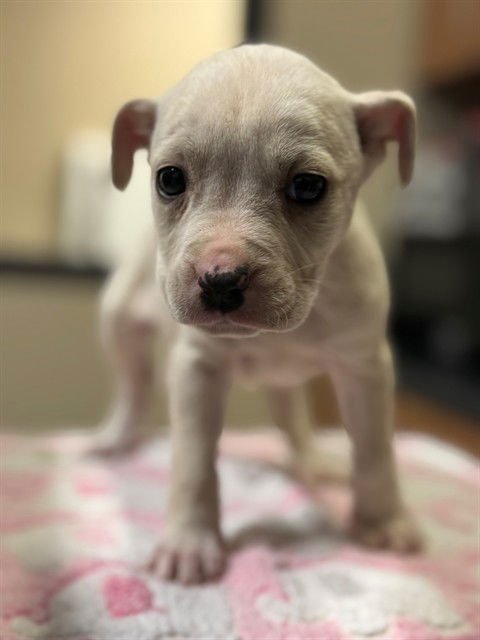 A606450 - Labrador Retriever / Pit Bull Terrier available for adoption