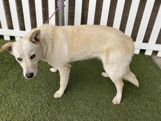 *REMY - Siberian Husky available for adoption