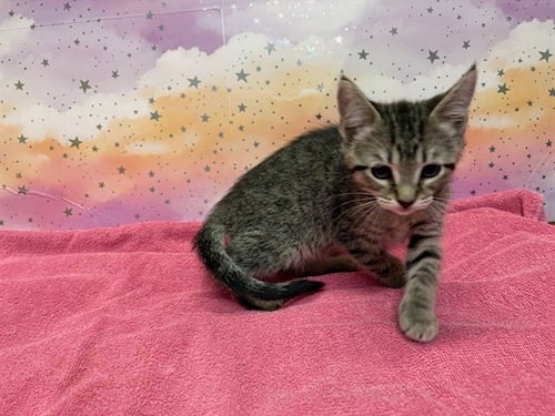 A613717 - Domestic Medium Hair available for adoption