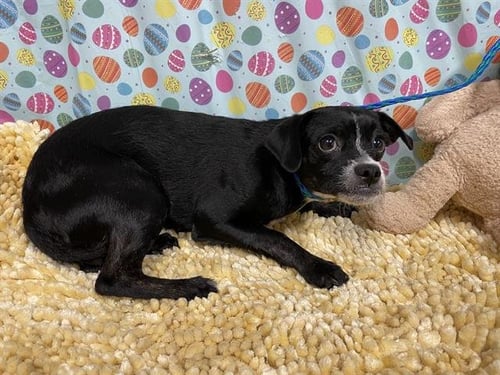 *SULLY - Chihuahua available for adoption