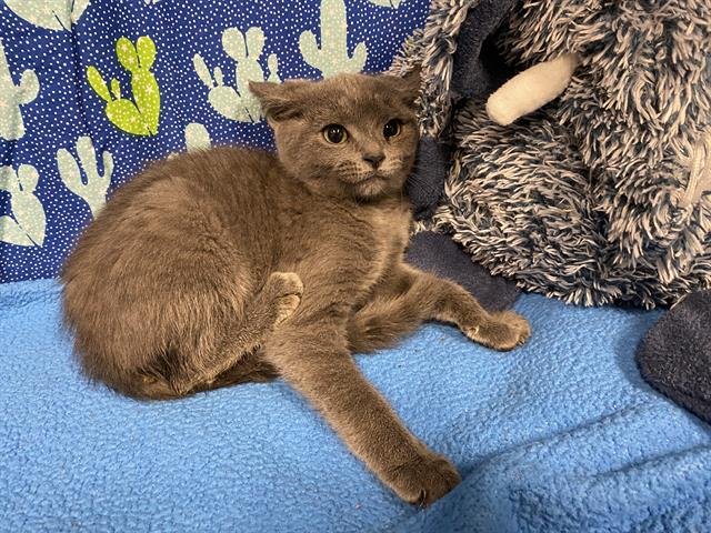 A607394 - Domestic Short Hair available for adoption