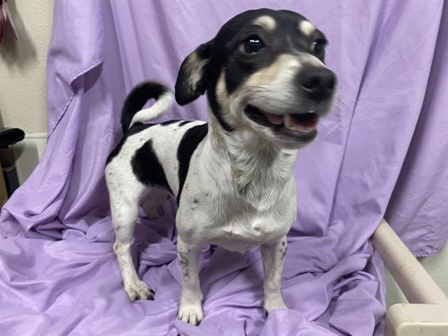 A606911 - Chihuahua available for adoption