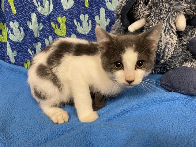 A607390 - Domestic Short Hair available for adoption