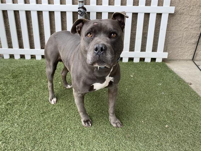 *BRADY - Pit Bull Terrier available for adoption