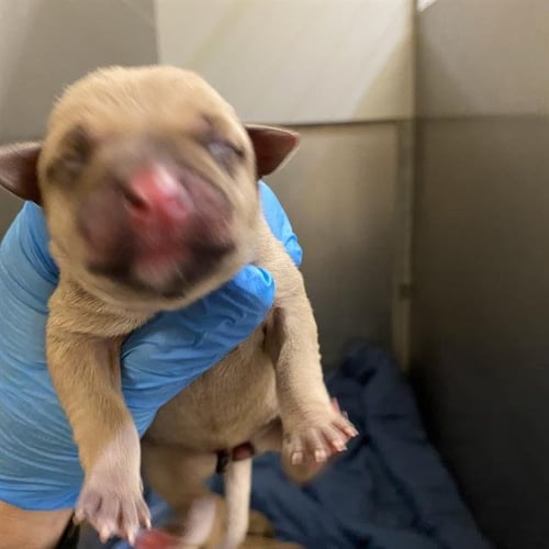 A613203 - Pit Bull Terrier available for adoption