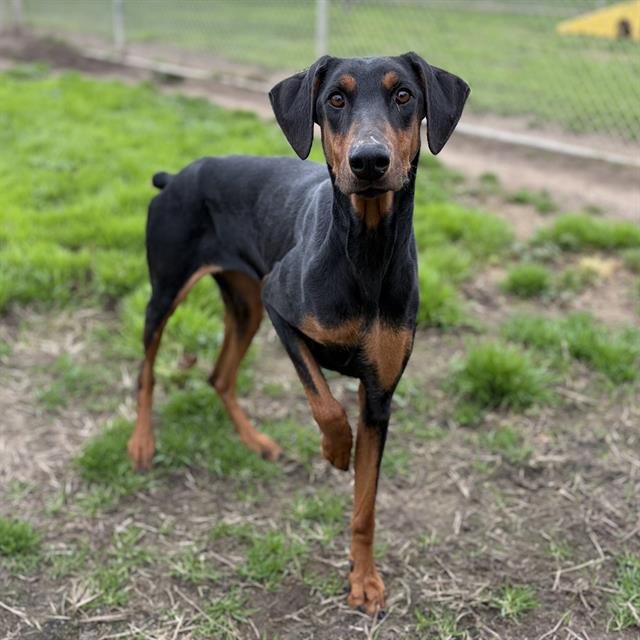 NINA - Doberman Pinscher available for adoption
