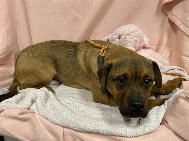 *MILES - Pug available for adoption