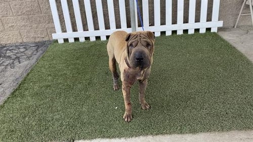 *SMUDGE - Chinese Shar-Pei available for adoption