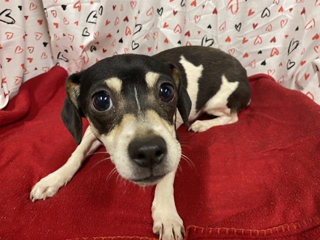 A606918 - Chihuahua available for adoption