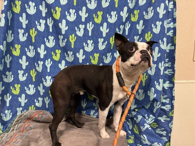 A607615 - Boston Terrier available for adoption