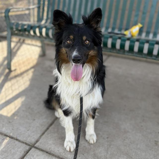 *NATE - Australian Shepherd available for adoption