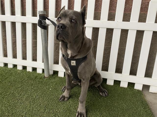 A607006 - Cane Corso Mastiff available for adoption
