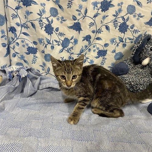 JELLY BEAN - Domestic Short Hair available for adoption