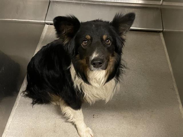 *NATE - Australian Shepherd available for adoption