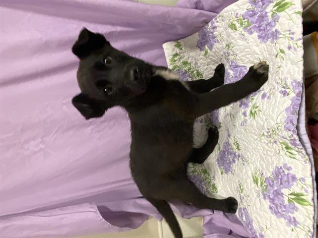 A606843 - Border Collie available for adoption