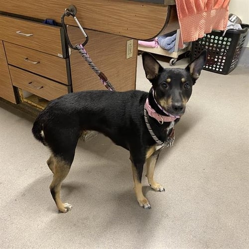 A611338 - German Shepherd Dog available for adoption
