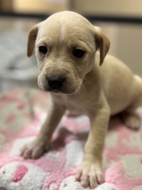 *MAVERICK - Labrador Retriever / Pit Bull Terrier available for adoption