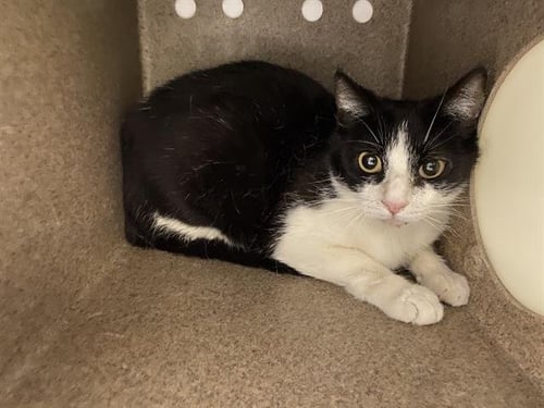 A610147 - Domestic Short Hair for adoption in Modesto