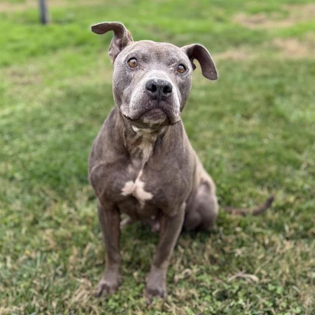 *WILLOW - Pit Bull Terrier available for adoption