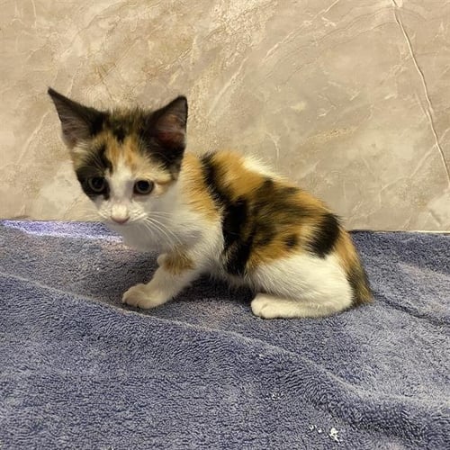 *JULIET - Domestic Short Hair for adoption in Modesto