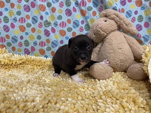 A607979 - Border Collie available for adoption