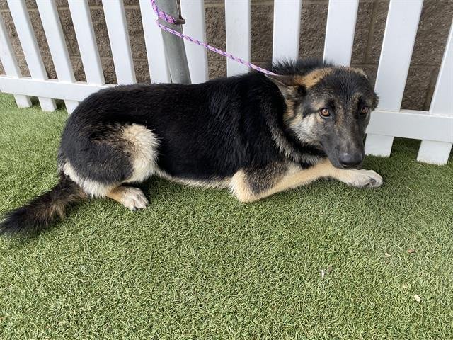 *MALACHI - German Shepherd Dog available for adoption