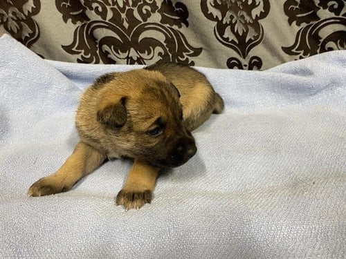 *POPPY - German Shepherd Dog available for adoption